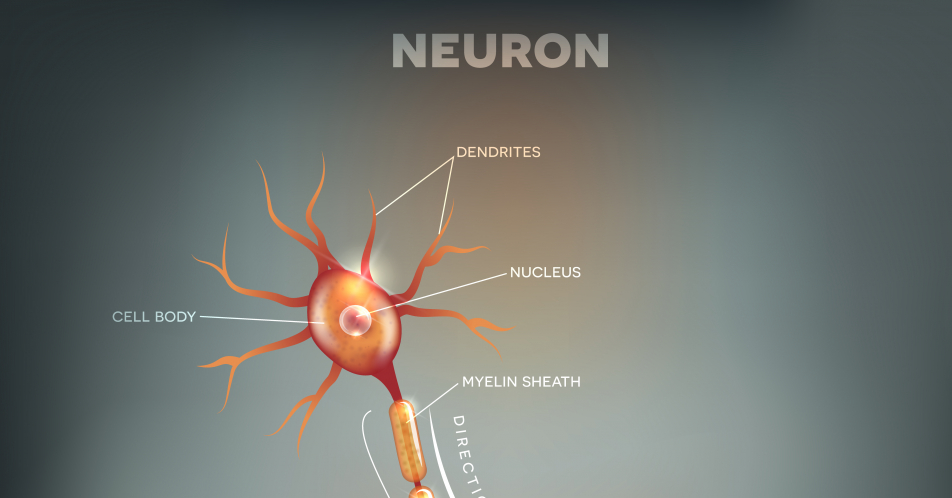 Diagnose und Therapie der chronischen inflammatorischen demyelinisierenden Polyneuropathie