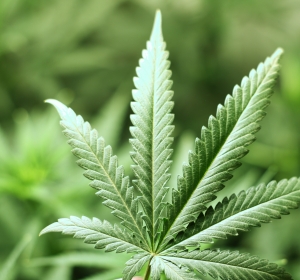 Verfügbarkeit von Nabilon – Fertigarzneimittel auf Cannabinoidbasis