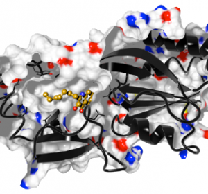Neue Behandlungsoptionen für chronisch-persistierende Lungeninfektionen