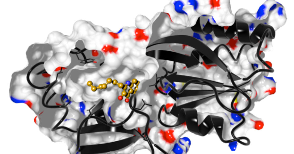 Neue Behandlungsoptionen für chronisch-persistierende Lungeninfektionen