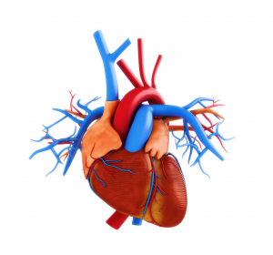 Bessere Risikobeurteilung bei koronarer Herzkrankheit