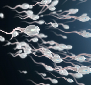 Sperma hemmt die Zika-Infektion