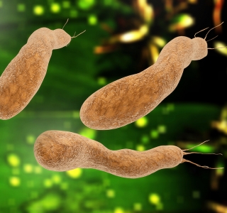 Auf einen Blick: Helicobacter-Infektion