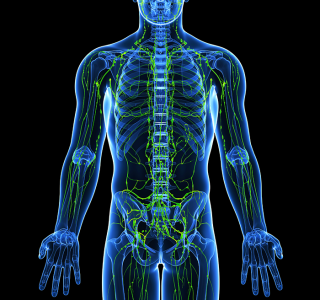 Lymphknoten–Transplantation: Hilfe bei Lymphödemen