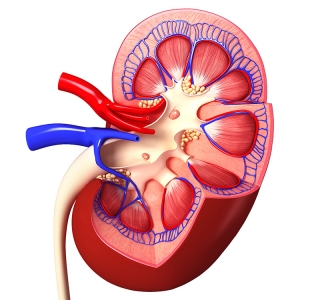 Weltnierentag 2017: Übergewicht geht an die Nieren!