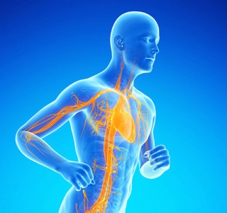 Verstopfte Gefäße – Legen Sie Ihrem Blut keine Steine in den Weg! – Tipps für gesunde Gefäße